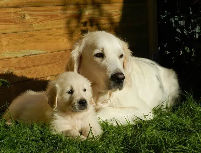 golden retrievers