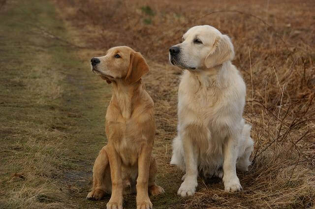 golden-retrievers