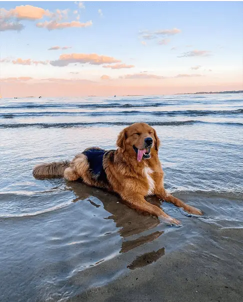 golden shepherd in water