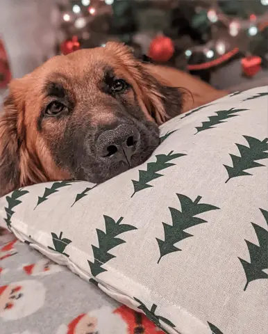 golden shepherd on bed