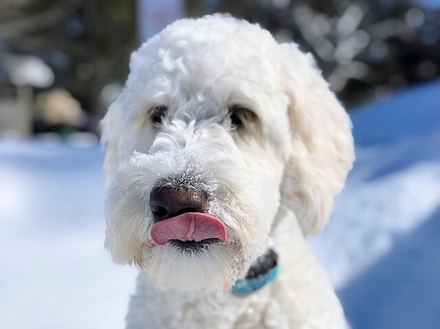 goldendoodle