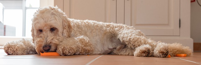 goldendoodle and a carrot