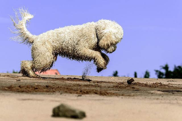 goldendoodle chasing ball on beach