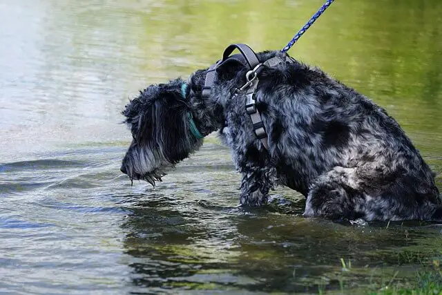 goldendoodle drinking from a stream