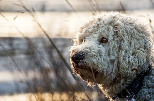 goldendoodle hybrid