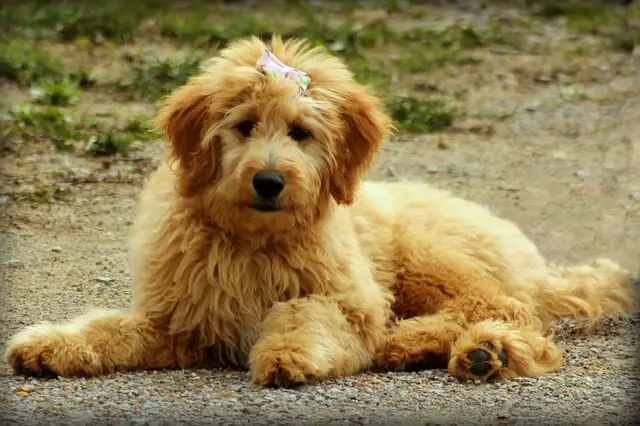 goldendoodle laying on a path