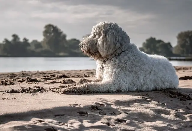 goldendoodle on beach