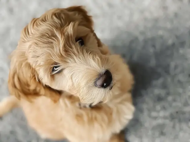 goldendoodle puppy profile