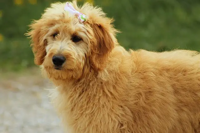 goldendoodle with a bow