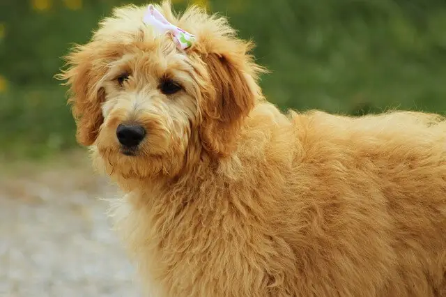 goldendoodle young