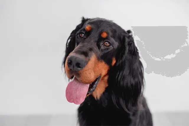 Gordon Setter