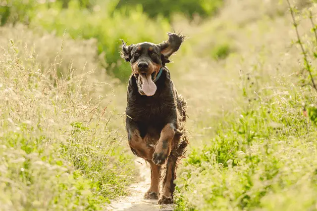 Gordon Setter running