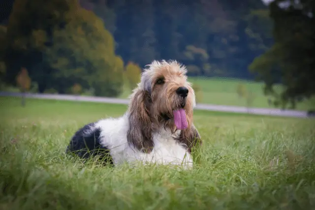 Grand Basset Griffon Vendeen