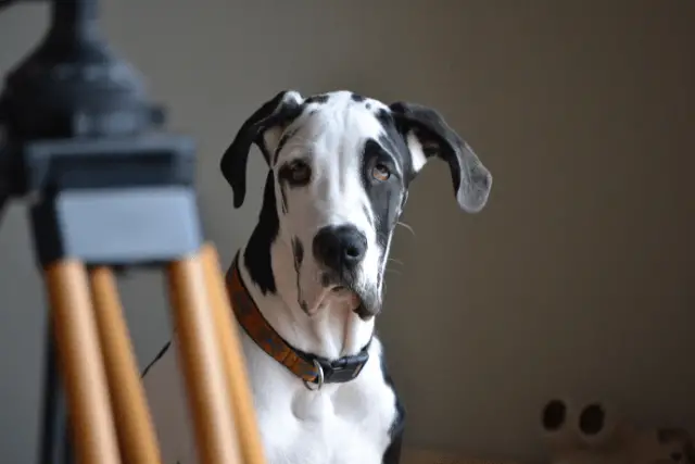 Great Dane