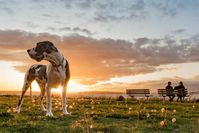 Great Dane