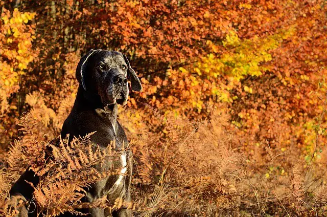 great dane autumn forest