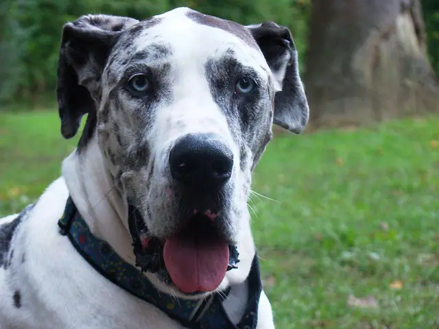 great dane blue eyes