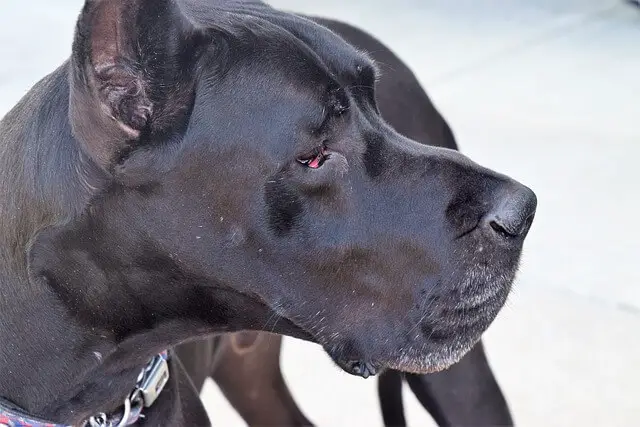 great dane closeup