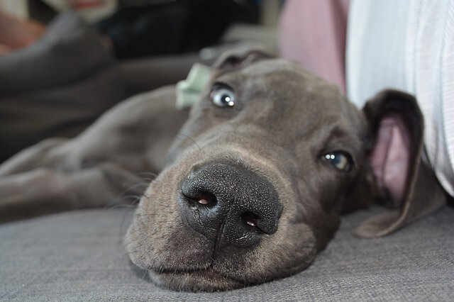 great dane dog on couch