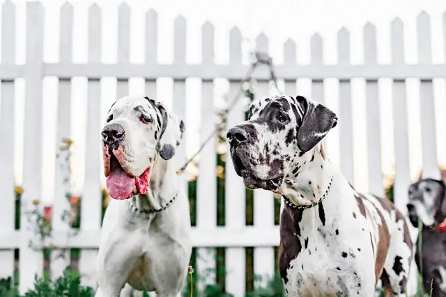 Great Dane dogs