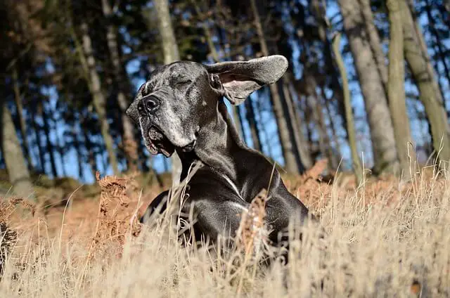 great dane in wind