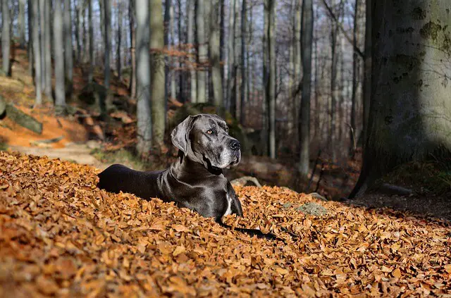 great-dane in woods