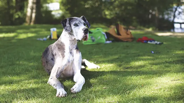 great dane laying