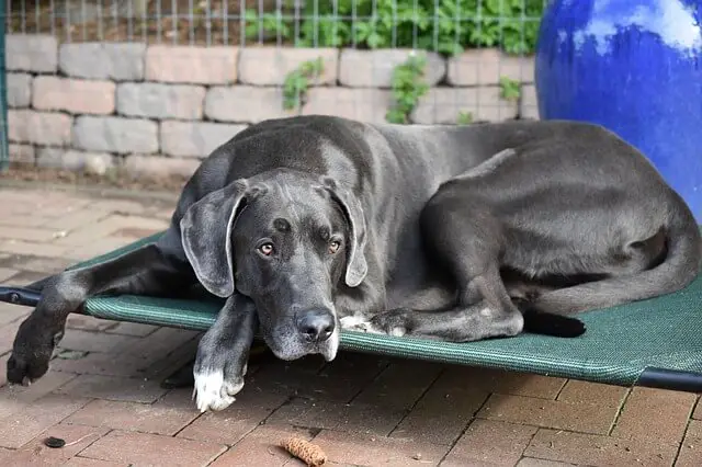 great dane on bed