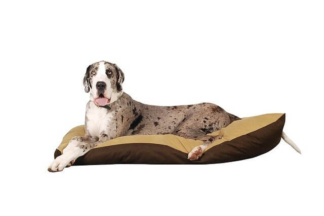 great dane on dog bed