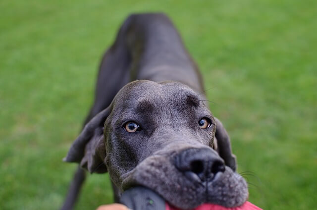 great dane playing