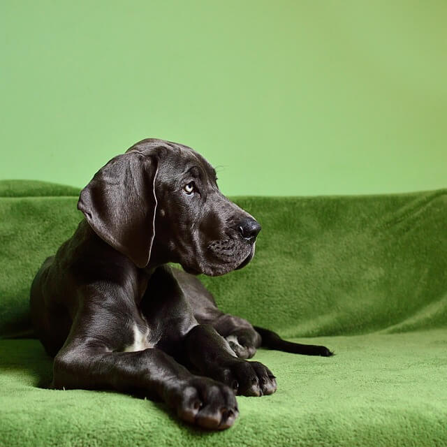 Great Dane puppy 