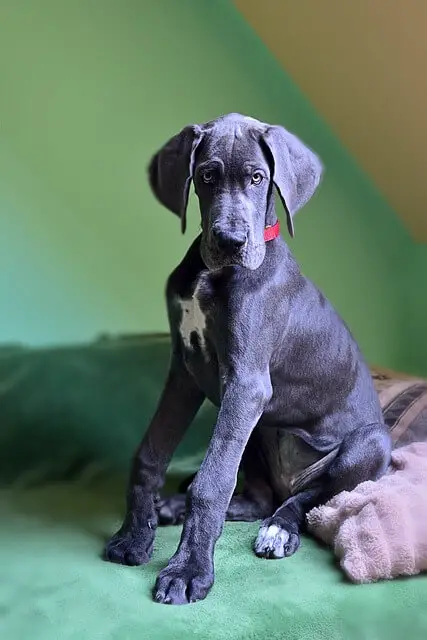 Great Dane puppy 