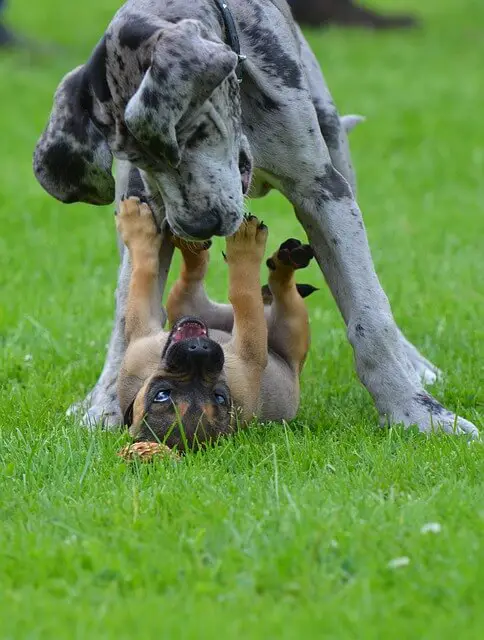 Great Dane puppy 