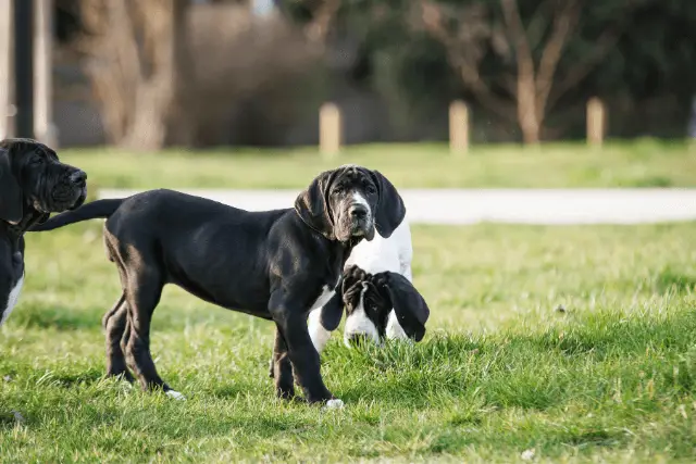 Great Dane puppy