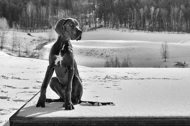 great dane puppy sitting