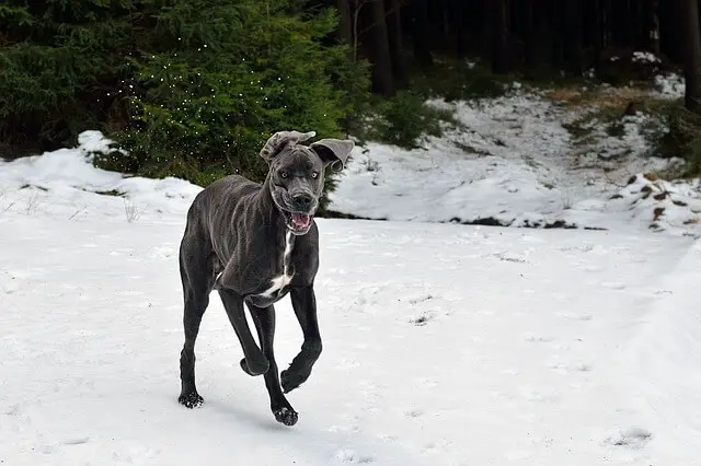 great dane running in snow