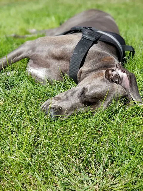 great dane sleeping