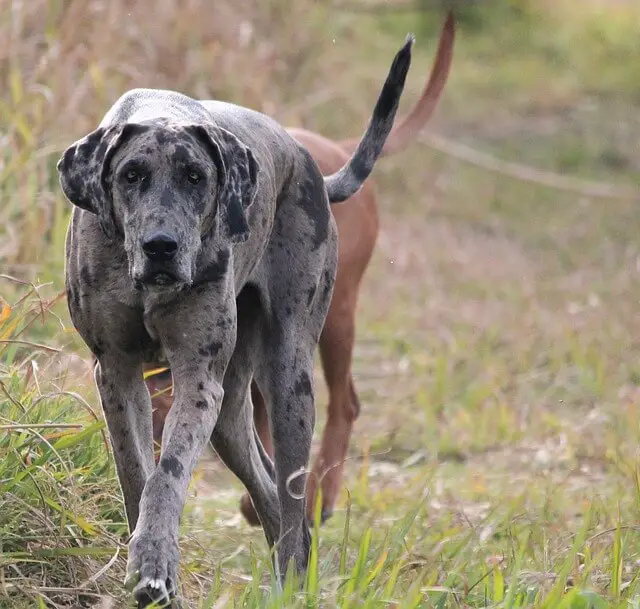 great dane