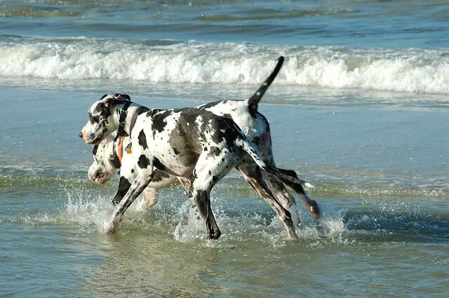 great-danes running