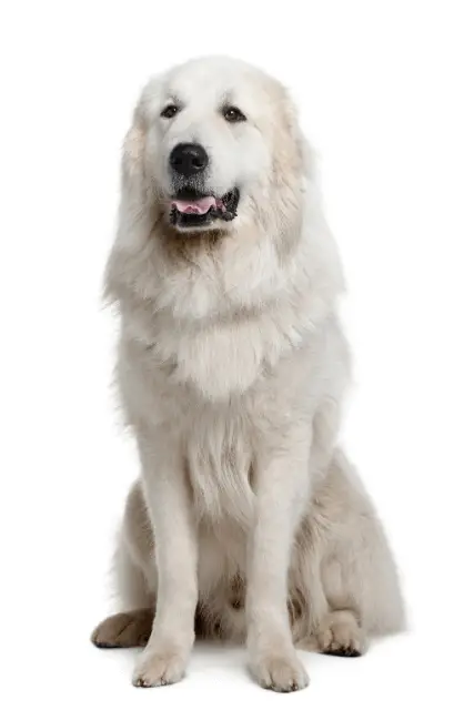 Great Pyrenees