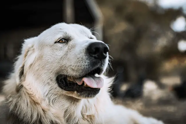 Great Pyrenees