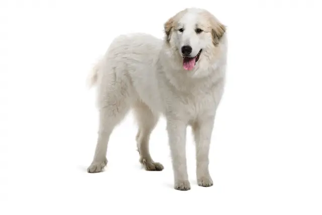 Great Pyrenees