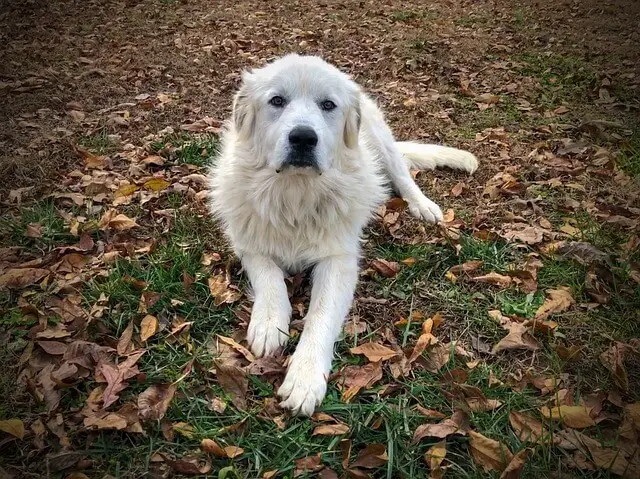 great pyrenees in woods