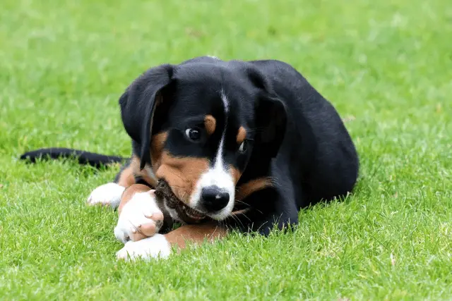 Greater Swiss Mountain Dog