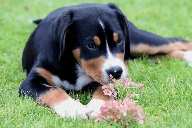 Greater Swiss Mountain Dog