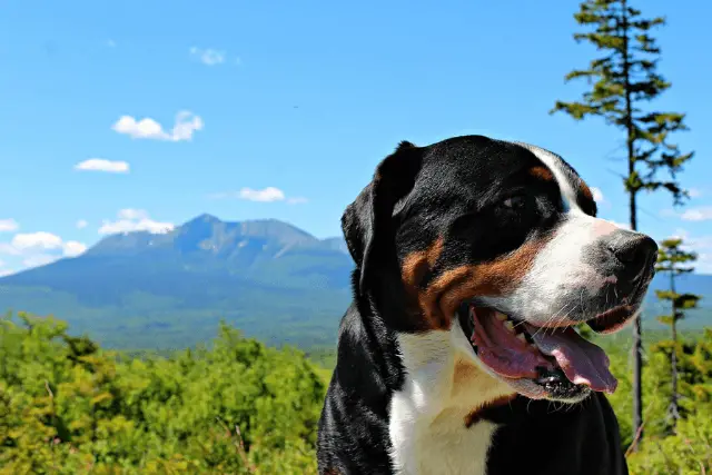 Greater Swiss Mountain Dog