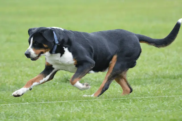 Greater Swiss Mountain Dog