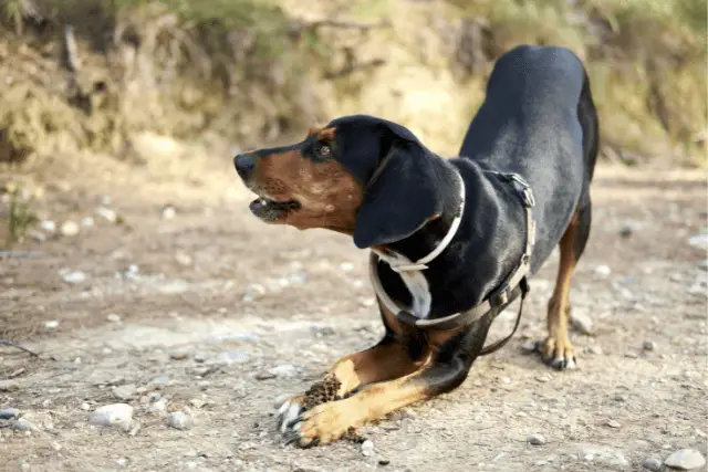 Greek Harehound