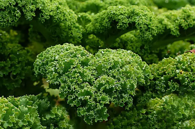 green kale