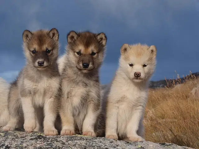 greenland_dog_puppies